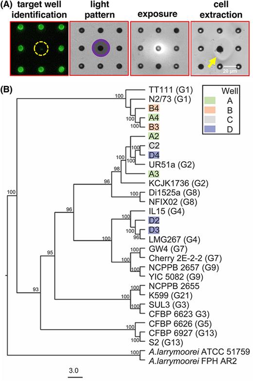 (a) 20× fluorescent and brightfield images of target wells during photoextraction of antagonistic library strains from a target well in the 100:1 15955-GFP:strain library screening step. The yellow arrow highlights the region where the photodegradable membrane was removed during light exposure. (b) Maximum likelihood phylogenetic tree based on 2024 single-copy orthogroups of the recovered agrobacterial library strains (tip labels color-coded based on source well) and select representatives of genomospecies 1 (G1), G2, G3, G4, G5, G7, G8, G9, G13, and G21 using the JTT + F + Γ substitution model and 100 bootstrap replicates. A. larrymoorei strain FPH AR2 and strain ATCC 5159 were used as outgroup taxa. Nodes with corresponding bootstrap percentages were labeled and labels were omitted from nodes with less than 90% bootstrap support.