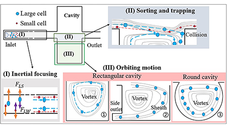 Vortex sorting of rare particles/cells in microcavities: A review ...