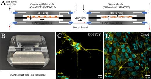 GIT–brain microphysiological system (MPS). (a) Schematic of the dual-flow microfluidic chip devices connected in tandem. The arrows indicate the direction of media flow. MPP+ is administered in media via a syringe connected to the apical inlet of the GIT chip device. The bold arrows indicate the direction of the MPP+ flow through the connected chip devices. (b) Image of the assembled MPS device and internal PMMA insert with a 0.4 μm PET membrane for cell culture. Immunofluorescent images of (c) differentiated SH-SY5Y and (d) Caco2 cells maintained on-chip under flow for 24 h. Cells labeled with Hoechst nuclear DNA stain (cyan) and phalloidin-488 actin stain (yellow). Scale bars 20 μm.