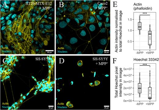 MPP+ treatment is specific for neuronal cells. Immunofluorescent images of differentiated SH-SY5Y, Caco2, and HT29-MTX-E12 cells maintained on-chip under flow conditions for 24 h. (a) Colonic epithelial HT29-MTX-E12 and (b) Caco2 cells maintained in the GIT chip devices and treated with 2000 μM of MPP+ in the apical inlet media of the GIT chip. (c) and (d) Corresponding differentiated SH-SY5Y cells cultured in the connected brain chip. Cells labeled with Hoechst nuclear DNA stain (cyan) and phalloidin-488 actin stain (yellow). Scale bars 20 μm. (e) Quantification of actin and F. Hoechst staining of differentiated SH-SY5Y cells, either non-treated (−MPP) or treated with 2000 μM MPP+ in the apical inlet media (+MPP). Data normalized to total Hoechst intensity per image as a control for the cell number with 30 images analyzed per treatment group. ***p ≤ 0.001.
