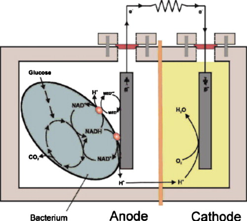 Typical two-compartment layout of a microbial biofuel cell (Ref. 40).Reproduced with permission from Logan , Environ. Sci. Technol.ESTHAG0013-936X 40, 5181 (2006). Copyright © 2006 by ACS Publications.