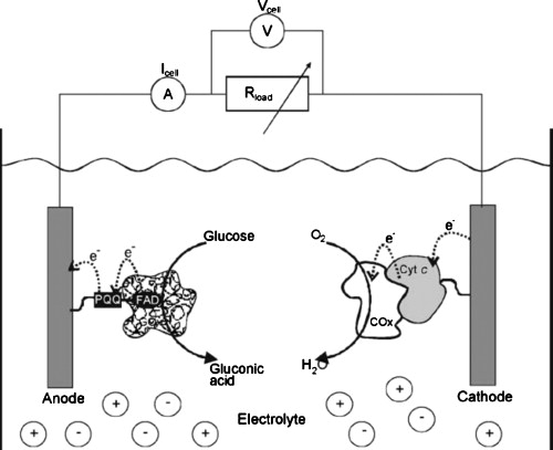 A single-compartment enzyme-based biofuel cell running on glucose and O2. Reproduced with permission from Katz and Willner, Environ. Sci. Technol.ESTHAG0013-936X 125, 6803 (2003). Copyright © 2003 by ACS Publications.