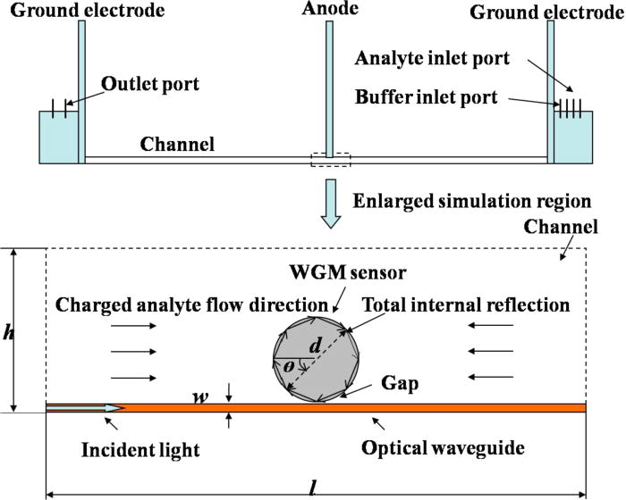Biosensing in a microelectrofluidic system using optical whispering