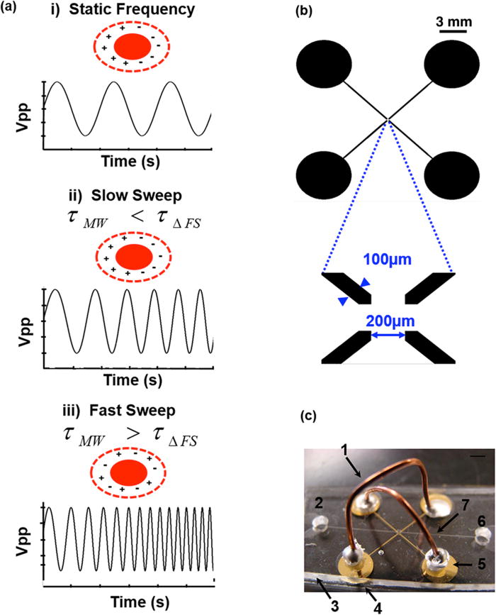 Frequency sweep rate dependence on the dielectrophoretic response of