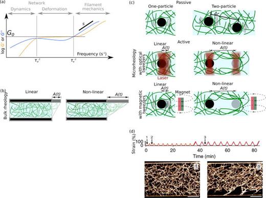 Multiscale architecture: Mechanics of composite cytoskeletal networks ...