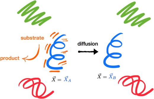 FIG. 1. Some changes in the spatial coordinates describing the molecules in a cell may involve transport of a macromolecule from one location to another. For example, the coordinate vector X→ might describe the center of mass of a protein (blue) whose own enzymatic activity might cause it to diffuse more rapidly than other non-catalytic proteins of comparable size and shape (red and green).