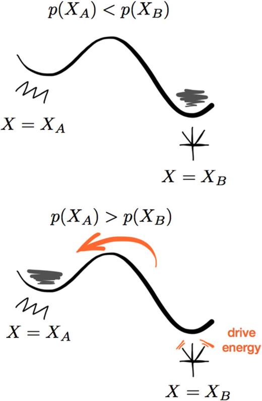 FIG. 2. Two assembly states described by different coordinate values XA and XB are separated by a barrier and differ in energy (which increases in the upwards vertical direction). In thermal equilibrium (above), the Boltzmann distribution dictates that probability density should accumulate more at XB, which has lower energy. However, in the presence of nonequilibrium driving (orange), it is possible for external forcing to pump probability density over the barrier, such that it accumulates in the higher energy state. One possible mechanism for this might be if the assembled structure corresponding to XB is better at absorbing work energy from the patterned external drive than the assembled structure described by XA.