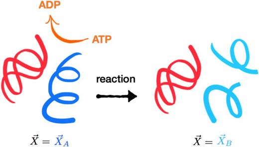 FIG. 3. Some changes in the spatial coordinates describing the molecules in a cell may involve chemical transformations. For example, the coordinate vector X→ might describe the atomic degrees of freedom of a protein (blue) whose hydrolysis might be catalyzed by a protease (red) either with or without active chemical driving (orange).