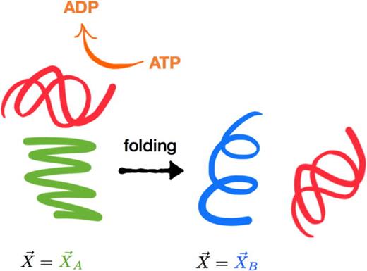 FIG. 4. Some changes in the spatial coordinates describing the molecules in a cell may involve structural transformations. For example, the coordinate vector X→ might describe the configurational degrees of freedom of a protein with a misfolded (green) and natively folded (blue) conformational states whose native folding might be catalyzed by a chaperone protein (red), usually with the assistance active chemical driving (orange).