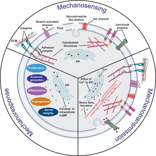 Overview of the mechanotransduction process in which a cell recognizes and responds to mechanical cues through three distinct stages. In the mechanosensing stage, the cell detects mechanical cues from the extracellular milieu primarily through local changes or perturbations along its plasma membrane, such as vacuole/vesicle-like dilations (VLDs) or pore formation, that arise as a consequence of the external force on the cell; alternatively, or additionally, other key mechanosensors such as transmembrane proteins (e.g., integrins) or junctional proteins [e.g., adherens junctions (AJs) such as cadherins, or, gap junctions (GJs) such as connexins] can also be involved in the process. In the mechanotransduction stage, the aforementioned conformational changes in the cytoskeletal structures associated with the mechanosensors as a result of the mechanical cues are then relayed to intracellular sensing structures; phosphorylation, ion transport (primarily Ca2+), and the activation of other second messengers, such as cyclic adenosine monophosphate (cAMP), also play a crucial role in the process. These transmitted cues subsequently trigger multiple downstream signaling cascades in the mechanoresponse stage, resulting in the activation of different cellular activities, such as cell migration, proliferation and differentiation, angiogenesis, exosome biogenesis, and barrier integrity maintenance.