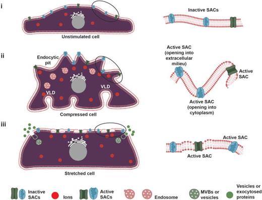 Response of the cell membrane, originally at rest under homeostatic conditions in which the SACs are (i) inactive, to subsequent mechanical stimuli involving (ii) compression or (iii) stretch; the illustrations in the right column are a magnification of the lipid bilayer structure along a representative portion of the cell membrane as indicated by the circle in the illustrations in the left column. Under (ii) compression, the cell membrane folds to form VLDs and endocytic pits to counteract the decrease in membrane tension, leading to the activation of SACs through the FFL gating mechanism illustrated in Fig. 2. Depending on the location of the SAC with respect to the deformation region, it may either open into the ECM to allow ions to bind to the SAC, or into the cytoplasm to release ions into the cell. In contrast, the membrane aberrations and pores that form in cells under (iiii) stretch or tension activate the SACs directly due to the increase in membrane tension, again through the FFL mechanism, leading to an increased propensity for the fusion of multivesicular bodies (MVB) to ease the membrane tension, and resulting in exocytosis and exosome release.