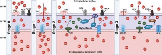 Calcium mobilization stages and the various signaling cascades they induce. Stage 0: The cytoplasmic Ca2+ level is maintained at relatively low levels (   ∼   10  − 7 M) in resting cells by influx and efflux through plasma membrane Ca2+ ATPase (PMCA) pumps and Na+/Ca2+ exchangers (NCX) along the cell membrane and via smooth endoplasmic reticular Ca2+ ATPase (SERCA) transporters along the ER membrane. Stage 1: With a change in membrane tension, SACs are activated, leading to an influx of Ca2+ into the cytoplasm that increases the cytoplasmic Ca2+ levels. This is rapidly restored by activation of the SERCA pumps that transport the Ca2+ ions into internal stores, mainly the ER. Stage 2: The increase in intracellular Ca2+ is followed by slow release of Ca2+ back into cytoplasm through calcium-induced calcium release (CICR) primarily from the ER via Ca2+-sensitive ryanodine receptors (RyR), accompanied by an increase in intracellular cAMP that activates the Epac signaling cascade. This, in turn, triggers the formation of the phospholipase C (PLC) pathway to activate the IP3 receptor (IP3R) that stimulates further release of Ca2+ from the ER store. Stage 3: The Ca2+ that is released from the ER is slowly effluxed back into the ECM through NCX. Meanwhile, Epac activates Ca2+/calmodulin (CaM) to trigger Ca2+ efflux via PMCA back into the ECM.