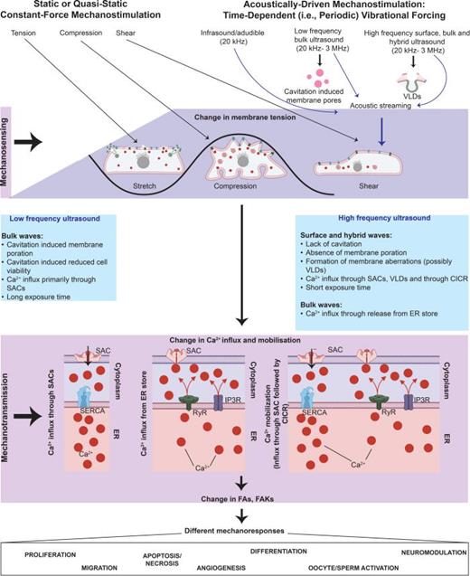 Proposed universal mechanism that underpins a cell's response to different forms of mechanostimuli, wherein the cell membrane plays a central role as a universal transducer/effector, and the second messenger Ca2+ as a key mechanotransduction mechanism. Static or quasi-static constant force mechanostimuli in the form of compression, stretch, or shear directly alter membrane fluidity to drive influx of Ca2+ into the cell that, in turn, trigger different downstream signaling pathways to elicit a variety of mechanoresponses. More complex dynamical forms of mechanostimuli, such as those driven acoustically, invoke changes to the membrane tension indirectly by either inducing cavitation, perturbations or aberrations to the membrane, or the generation of acoustic streaming in the cell media. They nevertheless lead to similar mechanoresponses given that these effectively result in compression, stretch, or shear to the cell, or more complex combinations thereof. Where mechanoresponses differ, however, is a consequence of how Ca2+ is regulated and hence mobilized within the cell in response to these mechanotransductive processes.