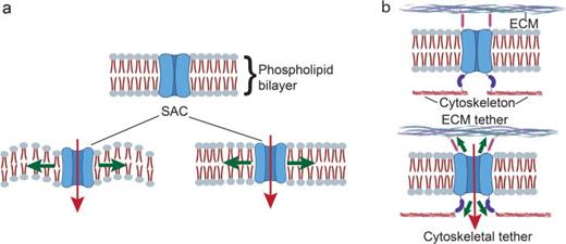 Two accepted models for SAC gating. (a) In the force-from-lipid (FFL) model, the reorganization of the lipid bilayer structure of the cell membrane in response to the applied mechanical loading exerts a force on the SAC to regulate its gating. (b) In the force-from-filament (FFF) model, the SACs are tethered to the extracellular matrix (ECM) or the cytoskeleton, through which the force is exerted.