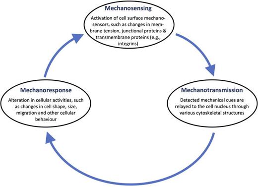 The closed-feedback-loop nature of the mechanotransduction process. Changes in mechanosensors are relayed to the nucleus, which alter various cellular activities and behavior. These include changes to cell shape and size, as well as the propensity of the cell to migrate, which, in turn, can act as a trigger for further sensing to maintain cellular homeostasis.