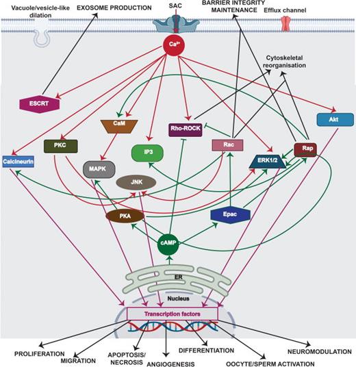 Major signaling cascades associated with the mechanotransduction process (for simplicity, only the key pathways involved in mechanotransduction are shown). These can be broadly categorized into Ca2+-facilitated pathways (red lines) and cAMP-assisted pathways (green lines) that either result in transient (e.g., cytoskeletal reorganization, barrier integrity maintenance, or exosome production) or permanent (e.g., cell migration, proliferation, apoptosis, angiogenesis and differentiation, or cellular activation or neuromodulation) changes in cell behavior. Transient changes can be initiated by phosphorylation of substrates associated with the Rho–ROCK proteins and through ESCRT pathways. Permanent changes, on the other hand, can be initiated by signaling cascades, such as the MAPK, JNK, ERK1/2, or Akt pathways, which activate transcription factors, such as c-Fos, c-Jun or CREB, that are triggered by both Ca2+ and cAMP. The normal arrows   → depict the activation of signaling cascades, whereas the inhibitory arrows ⊣ denote inhibitory effects. (Rho: Ras homologous protein; ROCK: Rho-associated protein kinase; MAPK: mitogen-activated protein kinase; ESCRT: endosomal sorting complexes required for transport; Rap: Ras-related protein; PKC: protein kinase C; CaM: calmodulin; IP3: inositol 1,4,5-trisphosphate; Rac: Ras-related C3 botulinum toxin substrate; ERK: extracellular signal-regulated kinase; Akt: protein kinase B; cAMP: cyclic adenosine monophosphate; Epac: exchange factor directly activated by cAMP; PKA: cAMP-dependent protein kinase; c-Fos: AP-1 transcription factor subunit; c-Jun: transcription factor AP-1; CREB: cAMP responsive element binding protein; JNK: c-Jun N-terminal protein kinases).