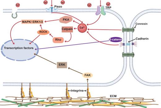 Schematic representation of the typical osteogenic pathways triggered by acoustically driven mechanostimulation of stem cells. The stimulation activates SACs, such as piezo and TRP channels, in addition to cell junctional proteins, such as connexins and cadherins, that facilitate influx of Ca2+. The change in the intracellular Ca2+ profile is responsible for initiating various Ca2+-signaling cascades (red arrows), such as Rho–ROCK (possibly through calpain) and PKA (cAMP-dependent protein kinase) signaling. While the former is responsible for regulating nuclear translocation of osteogenic factors such as TAZ and RUNX2, it can also initiate ERK/MAPK signaling such as PKA to instigate transcription factors, such as c-Fos, to induce osteogenesis. Concurrently, mechanostimulated integrins initiate the kinase pathway (brown arrows) through FAKs. The dissociation of   β-catenin from cadherin, on the other hand, activates the Wnt canonical signaling pathway (purple arrows). ERK: extracellular signal-related kinase; FAK: focal adhesion kinase; MAPK: mitogen-activated protein kinase, Rho: Ras homologous protein; ROCK: Rho-associated protein kinase; TRP: transient receptor potential channel.