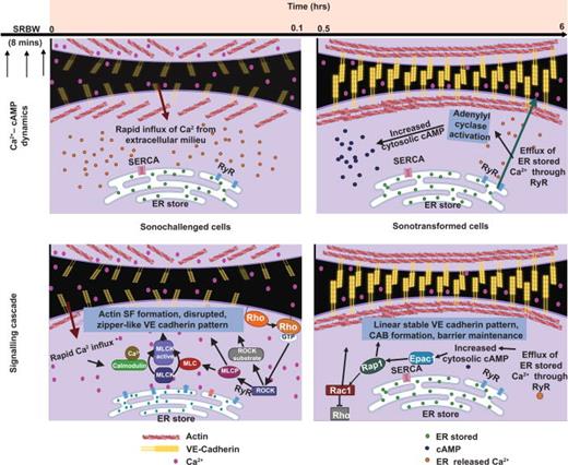 Calcium–cAMP signaling cascades induced by SRBW mechanostimulation. The immediate response of the SRBW-challenged cells is the sudden influx in intracellular Ca2+ as a consequence of membrane aberrations and piezo channel activation, which reduces Ca2+ levels in the immediate vicinity of the cells and drives transient invagination of VE-cadherin, while inducing Rho–ROCK signaling that causes actin stress fibers to be produced. Consequently, immature zipper-like VE-cadherin conformation ensues in the initial sonochallenge phase immediately following the 8 min SRBW excitation. As the cell subsequently relaxes, the increased intracellular Ca2+ level is ameliorated by their storage in the ER through SERCA, after which Ca2+ is slowly released back into the extracellular milieu through RyR activation. cAMP, formed by RyR activation, then initiates the Epac1–Rap1 pathway which further triggers the formation of circumferential actin bundles and mature VE-cadherin conformation in this subsequent, though simultaneous, sonotransformation phase in which the endothelial barrier integrity is enhanced. Reproduced with permission from Ambattu et al., Biomaterials 292, 121866 (2023). Copyright 2023 Elsevier Ltd.