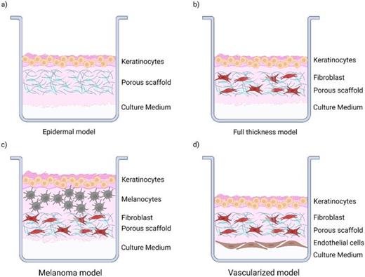 Three-dimensional models of human skin for biomedical applications ...