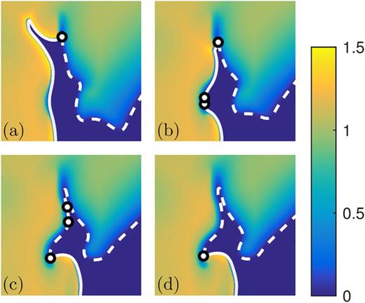 FIG. 14. Snapshots of the non-dimensional voltage variable u1(t,x) illustrating a virtual pair creation/destruction event in the Bueno-Orovio model.59 A small region of a much larger computational domain is shown with the wavefronts (solid white lines), wavebacks (dashed white lines), and phase singularities (circles) superimposed on the voltage field.