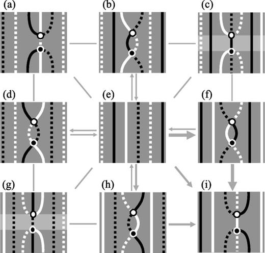 FIG. 5. Topologically distinct configurations with transitions which tend to increase the number of wavelets and cores. The wave train moves from right to left. Solid and dashed black lines represent, respectively, the wavefront ∂E+ and waveback ∂E−. Solid and dashed white lines represent, respectively, the leading edge ∂R+ and trailing edge ∂R− of the refractory region. The phase singularities of opposite chirality are shown as white (black) circles. Gray lines show topologically allowed transitions that are not observed and gray arrows—those that do occur, with thickness reflecting their frequency. Slow transitions associated with a figure 8 re-entry are not shown.