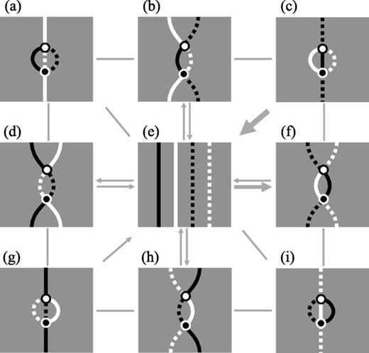 FIG. 9. Topologically distinct configurations with transitions that tend to decrease the number of wavelets and cores. Notations are the same as in Fig. 5. Slow transitions associated with a figure 8 re-entry are not shown.