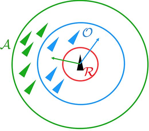 FIG. 3. Schematic of zonal flocking model. The black triangle is the focal individual. The red ring demarks the zone of repulsion R. The blue circle is the orientation zone O, the focal individual attempts to align with the agents in this zone (blue triangles in the figure). The outer ring is the attraction zone A and the focal individual attempts to get closer to these agents (the green triangles in the picture). The resulting desired direction is then the sum of the green and blue vectors.