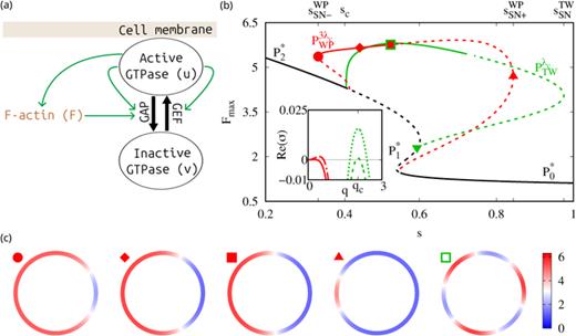 (a) Schematic representation of model system (1). (b) Bifurcation diagram showing the uniform steady states     P  0 , 1 , 2 ∗ (black), polarized mesas     P  WP  3  λ c (red), and traveling waves     P  TW   λ c (green), where superscripts denote the domain lengths and    λ c ≈ 3.093. Solid lines indicate linear stability and dashed instability. The inset shows the dispersion relations of the codimension-2 instability onset at   s =  s c ≈ 0.409 and    q c ≈ 2.031, and after the instability at   s ≈ 0.417; the solid (dashed-dotted) line refers to the real values while the dashed (dotted) are complex conjugates. (c) Profiles of mesa solutions on a ring at selected locations along     P  TW   λ c according to the respective symbols,   s:(, , , , )   ≈ (0.337,0.445,0.525,0.844,0.525), and “”  at   s ≈ 0.593, marks the parity breaking bifurcation onset of     P  TW   λ c associated with the     P  WP   λ c branch (not shown here). Other parameters: :   b =  b c ≈ 0.067,   γ = 3.557,   η = 0.6,    p 0 = 0.8,    p 1 = 3.8,   D = 0.1,    D F = 0.001, and   M = 2.