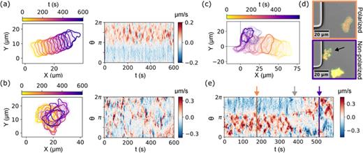 Migratory modes and switching between them in D. discoideum after wall collision. (a) Cell contour series and the corresponding local motion kymograph for a polarized fan-shaped cell. (b) Same as (a) for a non-polarized cell. (c) Cell contour series for a cell colliding with a barrier, where it switches from polarized to non-polarized migration upon collision. Multimedia available online. (d) Confocal microscopy images of the cell shown in (c), where the cell expresses LifeAct-GFP and PH      CRAC-mCherry. The arrow in the non-polarized image indicates the cell of interest. (e) Local motion kymograph from the contours in (c), where the vertical orange (resp. purple) line and arrow indicate where the snapshot of a polarized (resp. non-polarized) cell was taken, and the gray arrow indicates an approximate time of collision. The local motion kymographs show the displacements of equidistant points along the cell contour obtained by minimizing the sum of the squared displacements of all points, for details, see Ref. 72.