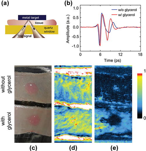 FIG. 19. (a) Schematic of the experimental setup. (b) Reflected THz pulses without and with applying glycerol. (c) Visible image and THz images plotted using (d) the peak-to-peak values of the whole waveform and (e) the peak-to-peak values of the waveform after cut off the main pulse. Reproduce with permission from Oh et al., Opt. Express 21, 21299 (2013).304 Copyright 2013 Optical Society of America.