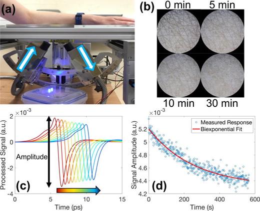 FIG. 20. (a) An example of an experimental setup used to measure the skin on the volar forearm in a reflection geometry. Reproduce with permission from Lindley-Hatcher et al., J. Phys. 3, 014001 (2020).312 Copyright 2020 Authors, licensed under a Creative Commons Attribution (CC BY) license. (b) Microscope images of the skin after increasing occlusion times. Reproduced with permission from Chen et al., Adv. Photonics Res. 2, 2000024 (2021).84 Copyright 2021 Authors, licensed under a Creative Commons Attribution (CC BY) license. (c) Processed THz signals obtained at 1-min intervals when measuring skin for 10 min under occlusion, the waveforms have been horizontally shifted for clarity. (d) The peak to peak amplitude of the processed waveform plotted against occlusion time and fitted with a biexponential function shown in red.