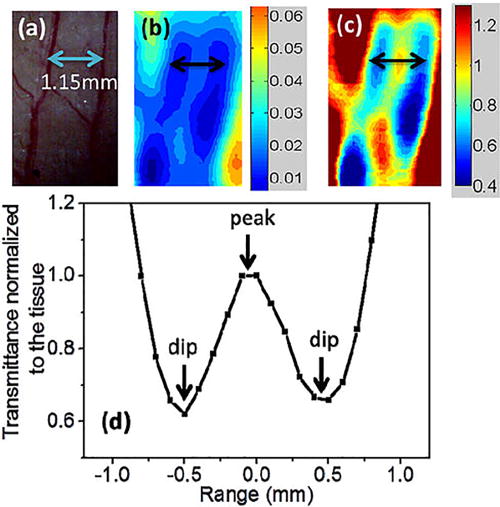 FIG. 21. In vivo measurements of the capillaries in mouse ears: (a) optical images of the regions, (b) THz transmittance images, (c) THz images normalized to the peak transmittance between the vessels, and (d) normalized transmittance cross section along the arrow. Reproduced with permission from Tseng et al., Opt. Express 23, 25058–25071 (2015).92 Copyright 2015 Optical Society of America.