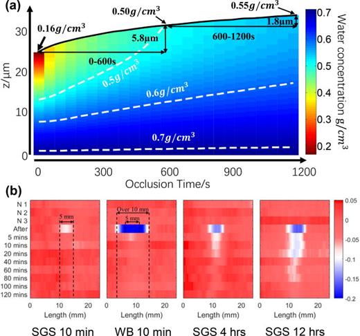 FIG. 22. (a) A colormap of the dynamic changes in water concentration in the surface of the skin as a function of skin depth throughout occlusion. Reproduced with permission from Sun et al., J. Biophotonics 12, e201800145 (2019).152 Copyright 2018 Wiley-VCH Verlag GmbH &amp; Co. KGaA, Weinheim. (b) THz line scan images increasing time after 10 min silicone gel sheets, 10 min wet bandage (WB), 4 h silicone gel sheets, and 12 h silicone gel sheets application (left to right). Reproduced with permission from Wang et al., Biomed. Opt. Express 10, 3584–3590 (2019).151 Copyright 2019 Optical Society of America.
