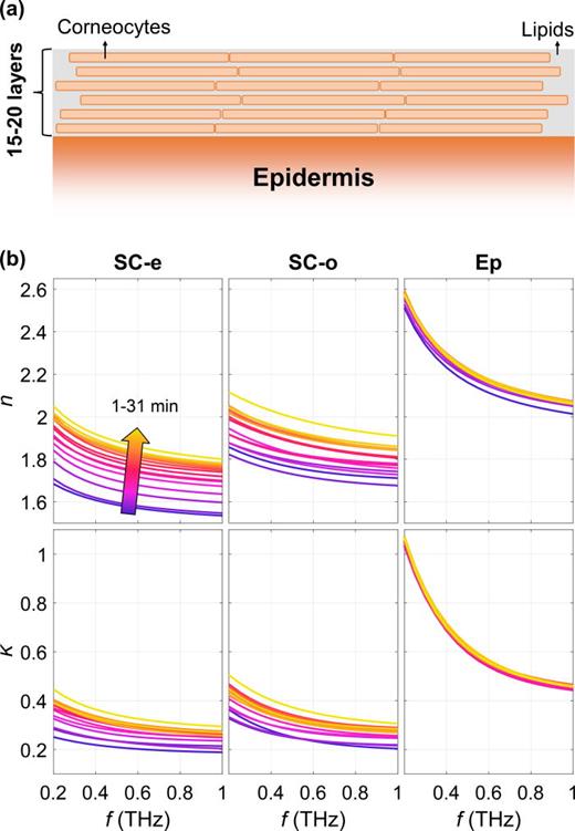 FIG. 23. (a) The model of the skin used, showing the alternating lipid and corneocyte layers; and (b) the changes in the refractive index and extinction coefficient of the ordinary and extraordinary components of the stratum corneum and of the epidermis throughout 31 min of occlusion. Reproduced with permission from Chen et al., Adv. Photonics Res. 2, 2000024 (2021).84 Copyright 2021 Authors, licensed under a Creative Commons Attribution (CC BY) license.