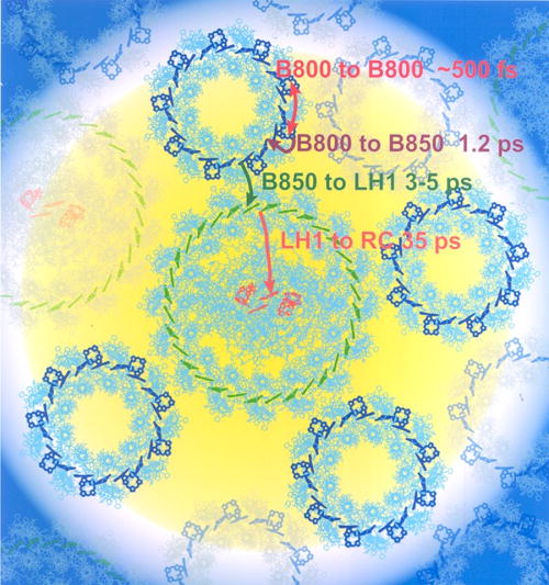 FIG. 10. Energy transfer in the purple bacterial PSU at 77 K. The PSU of purple bacteria consists of the peripheral LH2 antenna (small circles with blue pigments) and the LH1 core antenna (green pigments) encircling the reaction center (red pigments). LH2 holds two different BChl pigments, B800 (parallel to the membrane) and B850 (perpendicular to the membrane). Upon light absorption by B800, energy flows on the sub-ps timescale among the B800 molecules are transferred within 1–2 ps to B850 and within 3–5 ps energy is deposited in the LH1 core antenna. Finally, energy is delivered to the reaction center in ∼35 ps, such that the overall time to transfer energy from the peripheral parts of the antenna to the reaction center is ∼60 ps. Reproduced with permission from Sundström et al., J. Phys. Chem. B 103, 2327 (1999). Copyright 1999 American Chemical Society.