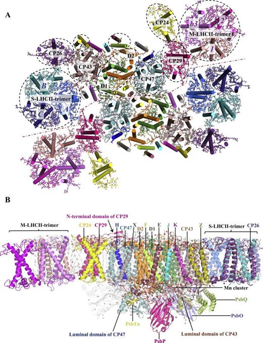 FIG. 11. Structure of dimeric PSII supercomplex containing all light-harvesting complexes and two copies of the reaction center. Each light-harvesting complex is present in two copies except the LHCII trimer, which exists in four copies, 2×M and 2×S. (a) Top view from the stromal side, and (b) Side view along the membrane side. Energy transfer among Chls within individual light-harvesting complexes (LHCII, CP24, 26, 29, 43, and 47) occurs on the ∼100 fs to ∼tens of ps timescale, and within ∼10 ps the energy is concentrated on the lowest energy pigments/states of each complex. Energy flows from the peripheral antenna, LHCII, CP24 and CP26 toward the core antenna CP43 and CP47, and the total time for energy to flow from the peripheral antenna to the vicinity of the reaction center is from several tens of ps to ∼100 ps. Reprinted with permission from Cao et al., Biochim. Biophys. Acta, Bioenerg. 1859, 633 (2018). Copyright 2018 Elsevier.