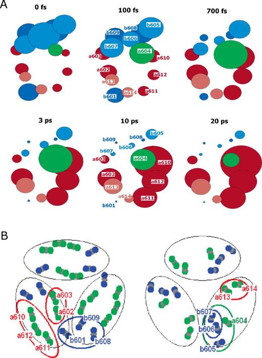 FIG. 12. (a) Illustration of energy transfer dynamics in a monomer unit of LHCII at 77 K. Each colored circle represents a Chl molecule with the numbering after.358 Excitation of Chl b molecules at 650 nm (dark blue circles) leads to very fast ∼100 fs transfer to the Chl b molecule b605 and Chl a a604. b605 loses population to a604 over several hundred fs and the terminal Chl a acceptors a610, a611, a612 are finally populated on the 10–20 ps timescale. The size of the ellipses illustrates the excited state population at a given time. (b) Structural model and Chl numbering of the LHCII trimer after,358 stromal side to the left and lumenal side to the right. Adapted with permission from Novoderezhkin et al., J. Phys. Chem. B 109, 10493 (2005). Copyright 2005 American Chemical Society.