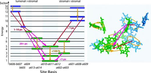FIG. 13. Schematic representation of energy transfer pathways in LHCII as obtained from 2D electronic spectroscopy373 in-state representation (left) and site representation (right). Energy transfer from Chl b (blue) to Chl a (green) corresponds to population shifting from blue to red circles in the representation in Fig. 12. Reproduced with permission from Schlau-Cohen et al., J. Phys. Chem. B 113, 15352 (2009). Copyright 2009 American Chemical Society.