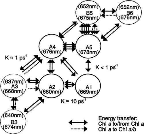 FIG. 14. Summary of calculated energy transfer rates in CP29, based on comparison with steady state and time-resolved data.379 Central sites A1, A2, A4, and A5 have exclusive Chl a binding, whereas the rest were concluded to be mixed Chl a/b sites.380 The results of the kinetic model indicate bidirectional excitation transfer over all CP29 Chls a species, with maximum rates &gt;10 ps−1 and Chl b → Chl a transfer in the sub-ps range. Reprinted with permission from Cinque et al., Biophys. J. 79, 1706 (2000). Copyright 2000 Elsevier.