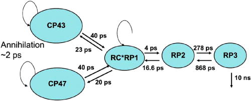 FIG. 15. Kinetic model of energy and charge transfer at room temperature within the PSII core complex depicting energy transfer from the core antenna complexes to the reaction center chlorophyll pair. The individual RC compartments denote the radical pair ChlD1+PheoD1− in three forms: mixture of RC excited state and radical pair (RC*RP1), stable radical pair or charge-separated state (RP2) which further decay to the relaxed form (RP3). The most important finding of the model is that it contradicts the previously accepted exciton/radical pair equilibrium picture of excitation trapping in PSII and point to slow, much slower than primary charge separation, energy transfer from antenna to RC. In addition to providing time constants for charge separation and stabilization within the RC, the model shows that energy transfer from the CP43 and CP47 antenna complexes to the RC is characterized by 30–40 ps time constants. Reprinted with permission from Pawlowicz et al., Biophys. J. 93, 2732 (2007). Copyright 2007 Elsevier.