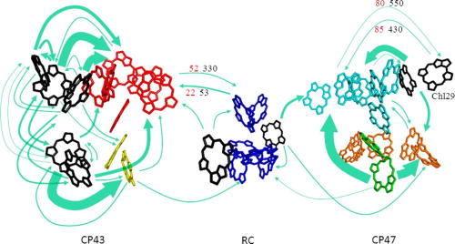 FIG. 16. Energy flow within the core antenna complexes and to the RC illustrated with arrows where thick arrows correspond to high rates and thin arrows to low rates. Numbers are time constants in ps (red at 77 K and black at 5 K). It is important to remember that these are the rates at low temperatures, at room temperature these slow energy transfer steps will be much faster, probably on the sup-ps to few-ps timescale. The red pigments in CP43 (C685) were suggested to have the role of a conduit of energy to the primary donor in the RC, and Chl29 (black pigment in CP47) as an energy acceptor from the peripheral antenna CP29. Energy transfer from the core antennae to the RC was concluded to proceed with tens of ps time constants. Reproduced with permission from Shibata et al., J. Am. Chem. Soc. 135, 6903 (2013). Copyright 2013 American Chemical Society.