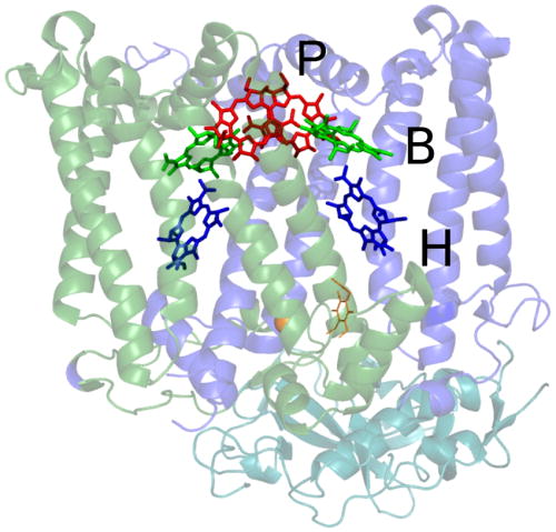 FIG. 18. The structure of the type II bacterial reaction center from purple bacterium. Semitransparent ribbons of the protein surround six electron transfer chain cofactors: special pair of two BChls a (P), two accessory BChls a (B) and two bacteriopheophytins a (H). Interestingly, electron transfer occurs only via one branch of the symmetrically arranged pigments. Reproduced with permission from Palecek et al., Sci. Adv. 3, e1603141 (2017). Copyright 2017 Author(s), licensed under a Creative Commons Attribution Non Commercial 4.0 (CC BY-NC) License.