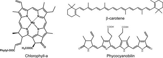 FIG. 3. Examples of photosynthetic pigments. Chl a is the most abundant chlorophyll-type molecule related to oxygenic photosynthesis occurring in plants, algae, and cyanobacteria. Out of nearly thousand carotenoids described so far, β-carotene is a prototypical carotenoid found in light-harvesting complexes and reaction centers of many photosynthetic organisms. Phycocyanobilin is one of the three major bilins found in cyanobacterial phycobilisomes.