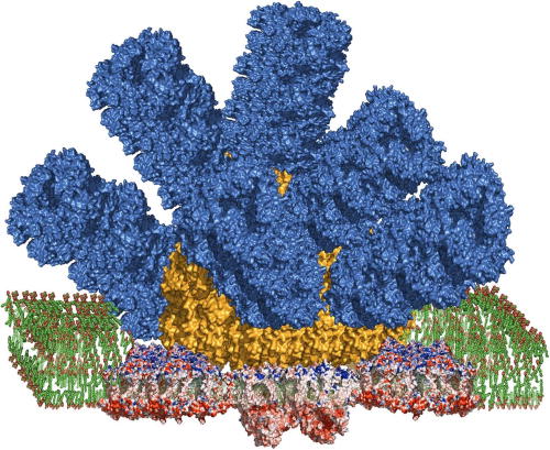 FIG. 5. Structural model of a phycobilisome associated with both photosystem I and photosystem II. Color coding is as follows: phycocyanin rods, blue; allophycocyanin core, orange; reaction center residues are shown in red, blue, and tan. Photosystem II is present as a dimeric complex directly under the core of the phycobilisome and photosystem I is present as two copies of a trimeric complex attached to the allophycocyanin core next to photosystem II. The lipids of the thylakoid membrane bilayer are shown in green. The model is based on x-ray crystal structures of the phycocyanin and allophycocyanin proteins and the reaction centers. The phycobilisome collects light and funnels it toward the photosynthetic membrane and the reaction centers are the place where charge separation occurs. The energy flow through the phycobilisome is directional, from the peripheral parts toward the membrane, due to an energy gradient of the pigments. Reproduced with permission from R. E. Blankenship, Proc. Natl. Acad. Sci. U. S. A. 112, 13751 (2015). Copyright 2015 National Academy of Sciences.