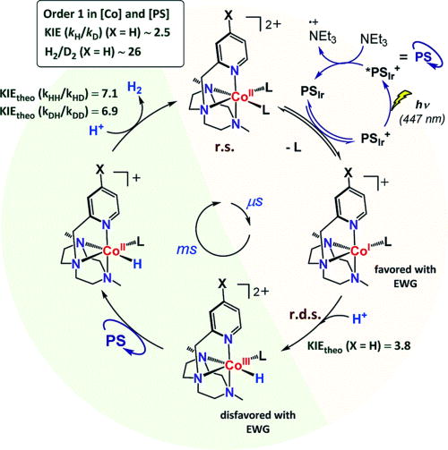 FIG. 57. Illustration of a photocatalytic hydrogen evolution reaction (HER) mechanism involving a combination of fast (μs) and slow (ms) reaction steps. The reaction scheme couples the ultrafast light-driven processes involving the photosensitizer (PS) with the rate determining steps (rds) involving the Co(I)/Co(III) catalytic hydrogen reduction. Triethylamine (NEt3) is used as a sacrificial electron donor, and the influence of electron withdrawing groups (EWG) as well as kinetic isotope effects (KIE) are illustrated throughout the photocatalytic cycle. Reprinted from Call et al., Chem. Sci. 9, 2609–2619 (2018). Copyright 2018 Author(s), licensed under a Creative Commons Attribution-Non Commercial 3.0 Unported (CC BY-NC 3.0) License.929