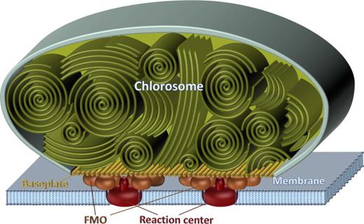 FIG. 6. Schematic structure of the photosynthetic unit of green sulfur bacteria, showing the chlorosome with its baseplate, the Fenna–Matthews–Olson (FMO) complex and the reaction center. Chlorosomes contain BChls c, d, and e as the main light-harvesting pigments, which aggregate into large supramolecular complexes that may organize into different shapes, e.g., lamellae, tubes, spirals, typically containing on the order of tens of thousands of BChls. The BChl aggregates along with carotenoids and quinones are enclosed in an ellipsoidal sac of a lipid monolayer membrane, 100–200 nm long and 10–60 nm wide and thick. Energy absorbed by the chlorosome pigments ends up in the baseplate of the chlorosome and is funneled into the photosynthetic membrane and the reaction center by the FMO complex, a process that takes ∼100 ps.