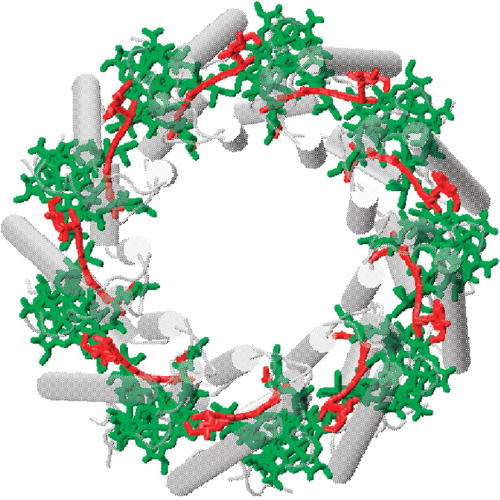 FIG. 7. Structure of LH2 antenna. Color code: BChls in green, carotenoids in red; α/β polypeptides in white and gray. Energy is transferred among the BChls and from the carotenoids to the BChls on the ∼100 fs-few ps timescale, and finally passed on to the LH1 core antenna (Fig. 8). Adapted with permission from T. Polivka and H. A. Frank, Acc. Chem. Res. 43, 1125 (2010). Copyright 2010 American Chemical Society.