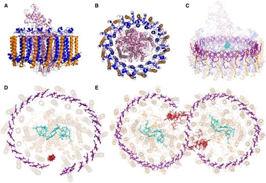 FIG. 8. Several different forms of the LH1-RC complex. (a)–(c) Circular form: side view showing the polypeptides (a), a view perpendicular to the membrane (b), and side view with stripped polypeptides showing the pigments (c). (d) and (e): the elliptical and S-shaped forms viewed perpendicular to the membrane with LH pigments in purple and RC pigments in cyan; helix W and pufX in red. Within the ring of BChl molecules energy rapidly migrates with a pigment-to-pigment hopping time on the ∼100 fs timescale and is finally transferred to the RC within ∼35 ps. The overall time for energy to migrate from the LH2 peripheral antenna (Fig. 7) through LH1 and be trapped by the RC is ∼60 ps (see also Figs. 9 and 10). Reproduced with permission from R. G. Saer and R. E. Blankenship, Biochem. J. 474, 2107 (2017). Copyright 2017 Portland Press.
