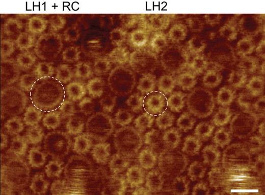 FIG. 9. Atomic force microscopy image of purple bacterial photosynthetic membrane showing LH1-RC complexes (larger-diameter rings) surrounded by a sea of LH2 complexes (smaller diameter rings). Adapted with permission from S. Scheuring and J. Sturgis, Science 309, 484 (2005). Copyright 2005 American Association for the Advancement of Science.