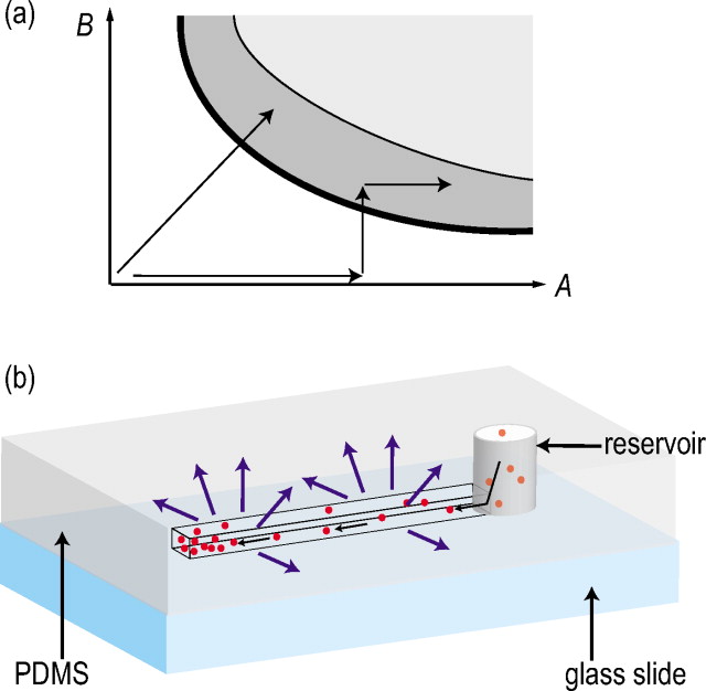 Application of microevaporators to dynamic exploration of the phase